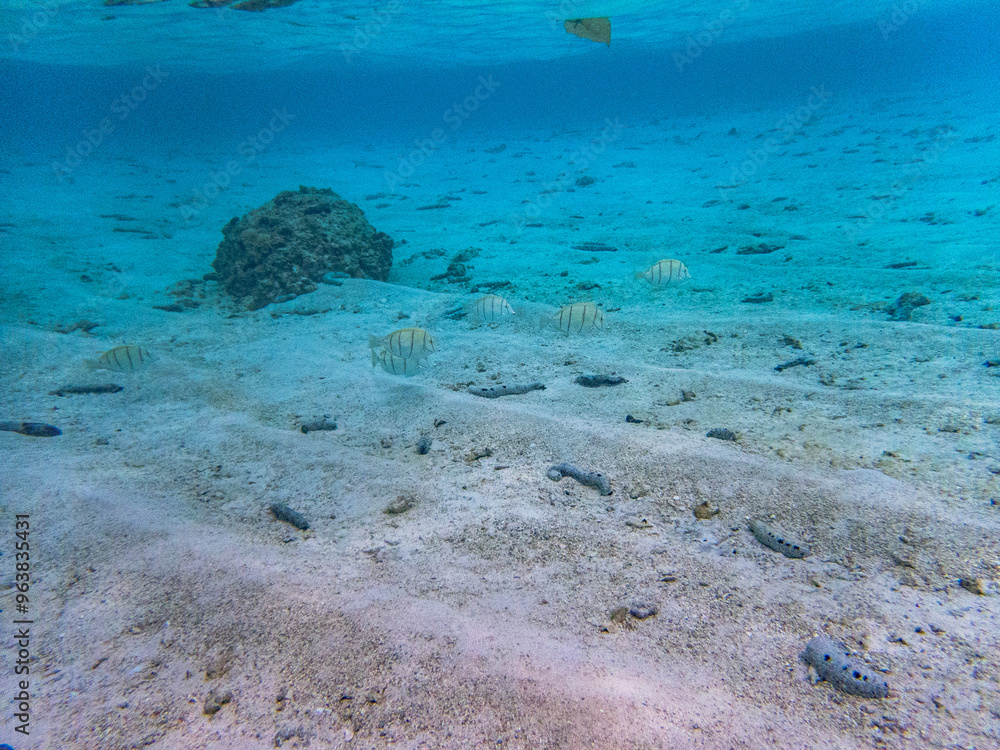 Fototapeta premium Rarotonga (August 2024).