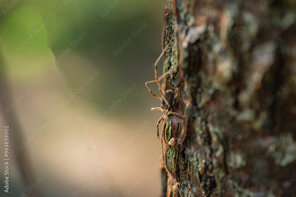 Wild plants, insects, and spiders captured by macro lenses Wild plants, insects, and spiders captured by macro lenses