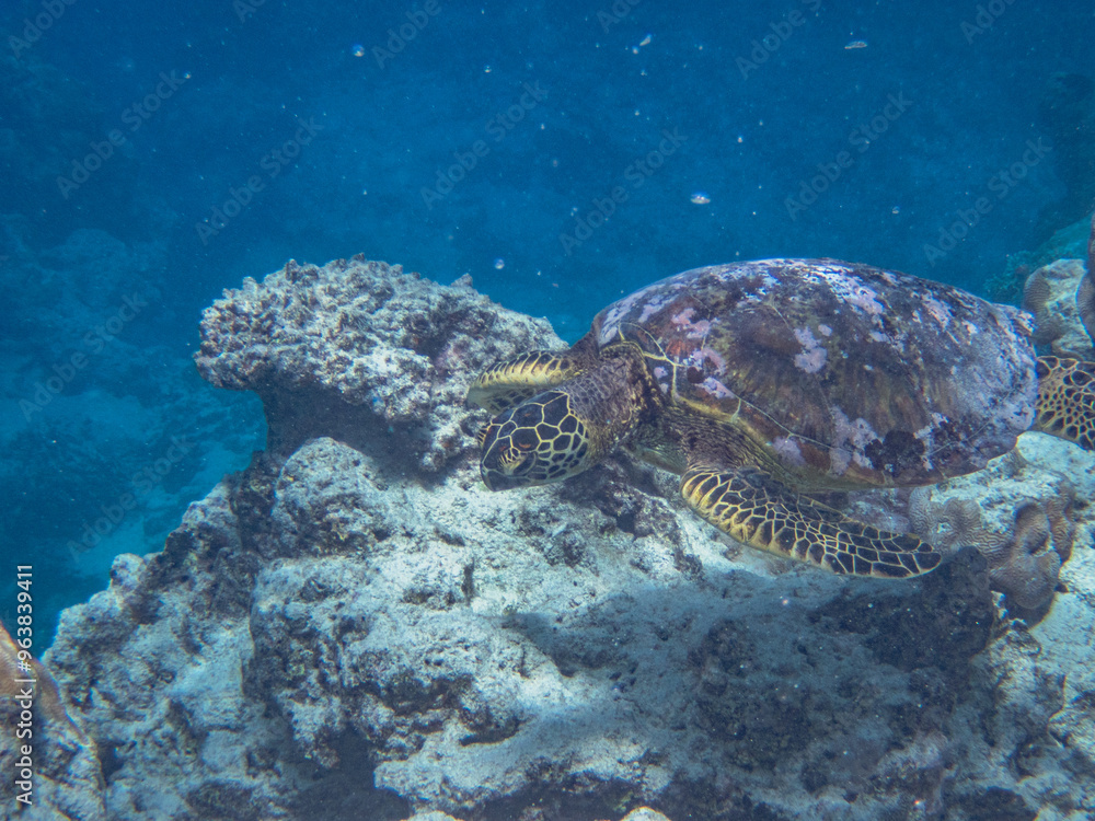 Rarotonga (August 2024). Rarotonga (August 2024).