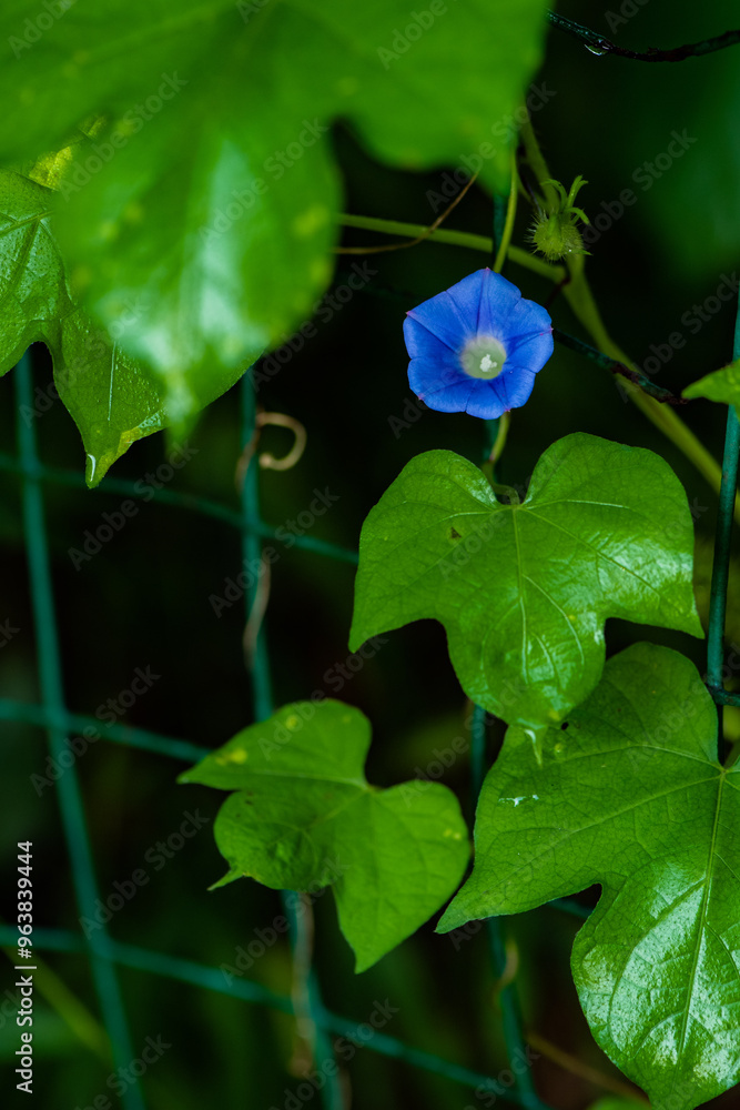 Autumn in North China, close-up of morning glory flowers, blurred background Autumn in North China, close-up of morning glory flowers, blurred background