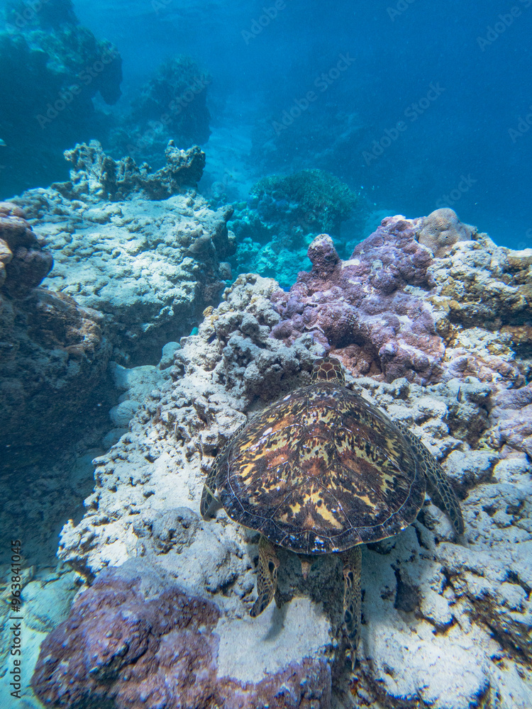 Naklejka premium Rarotonga (August 2024).