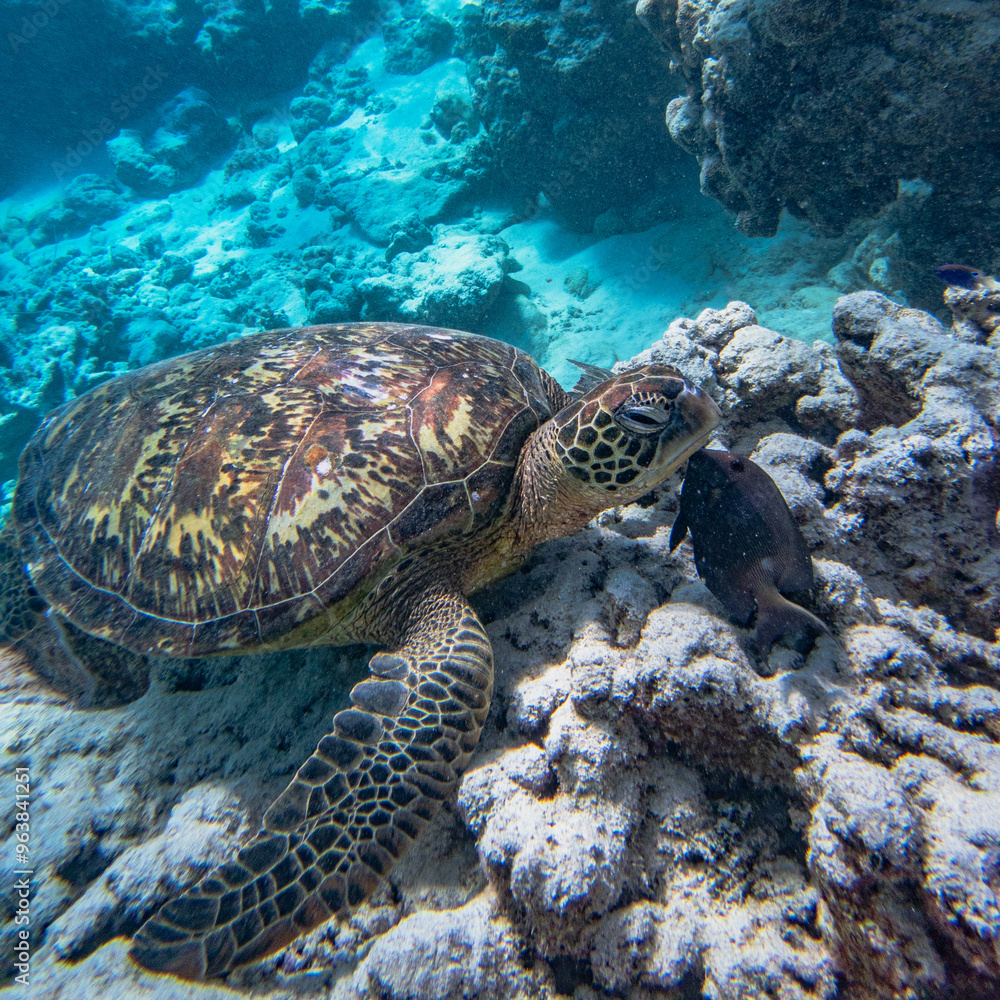 Obraz premium Rarotonga (August 2024).