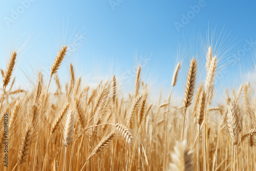  Photo of wheat field, natural white bright light.