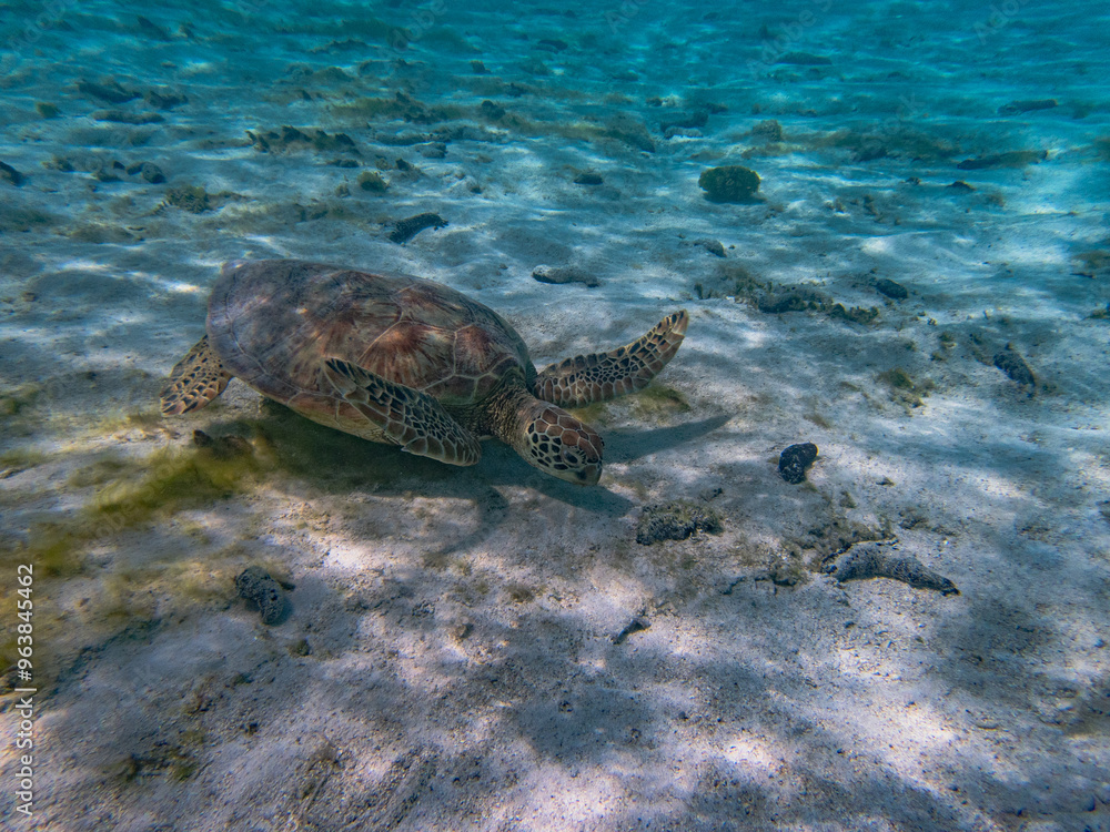 Obraz premium Rarotonga (August 2024).