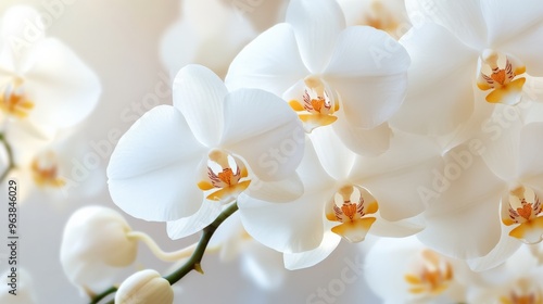 A close-up of Phalaenopsis orchid in pure white, with its elegant petals and golden center