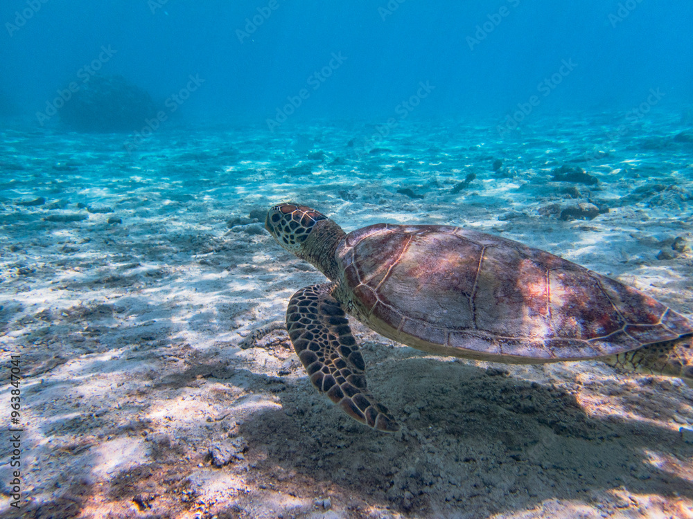 Naklejka premium Rarotonga (August 2024).