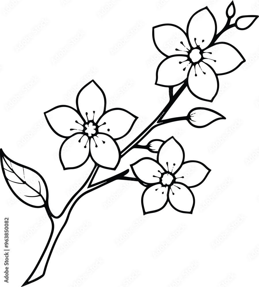 orchid isolated on white orchid isolated on white