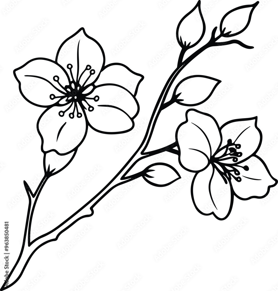 black and white flower black and white flower