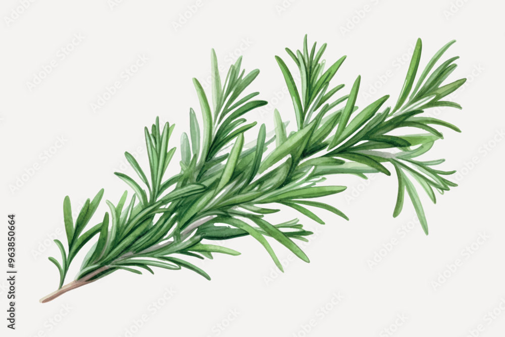 Fototapeta premium Fresh aromatic rosemary herb illustration