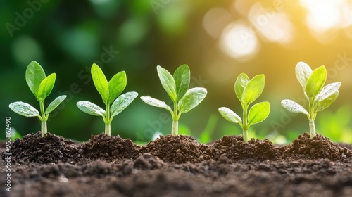 Green Seedlings Growing in Soil with Sunlight