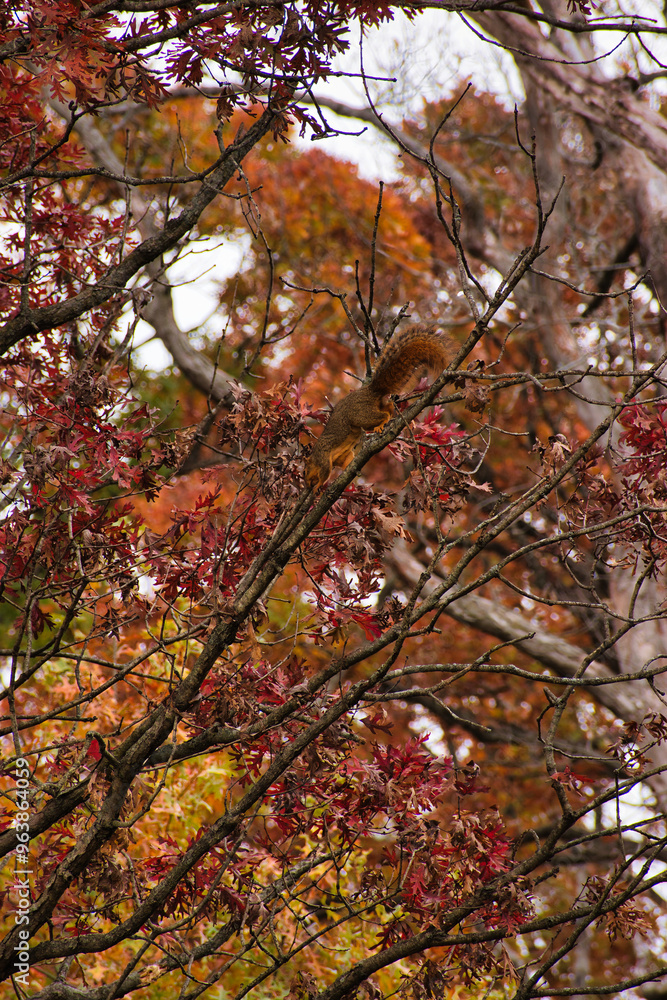 Autumn In the Forest Autumn In the Forest