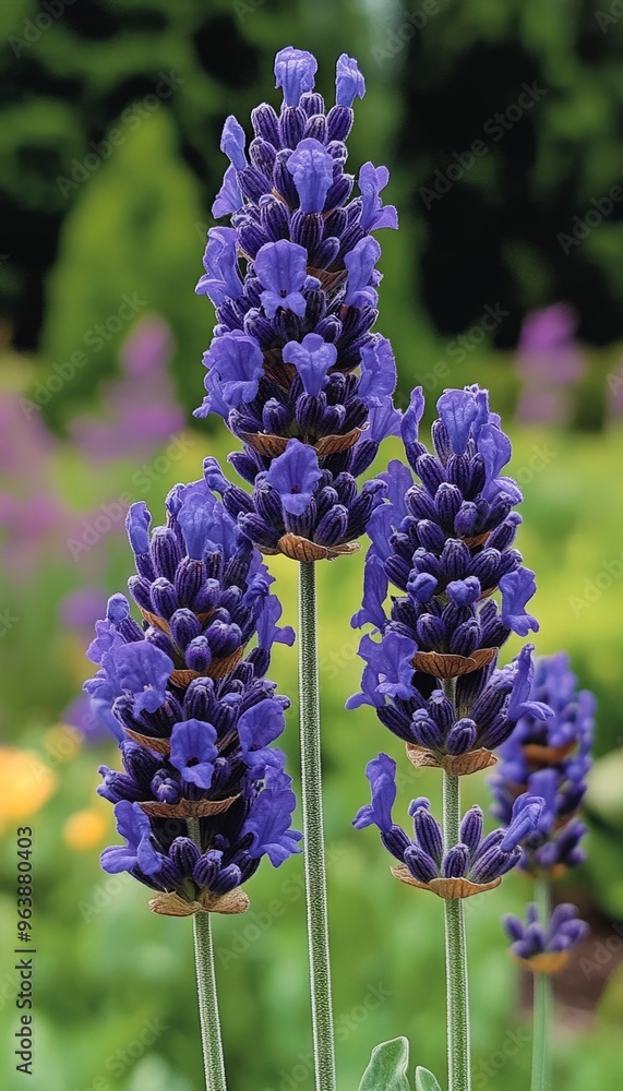 Close-up of Three Purple Lavender Flower Spikes Close-up of Three Purple Lavender Flower Spikes