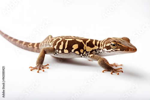 Australian gecko on white background, AI Generated