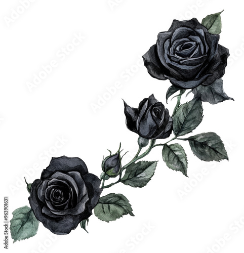 Fototapeta Naklejka Na Ścianę i Meble -  Black roses entwined with green leaves, cut out - stock png.