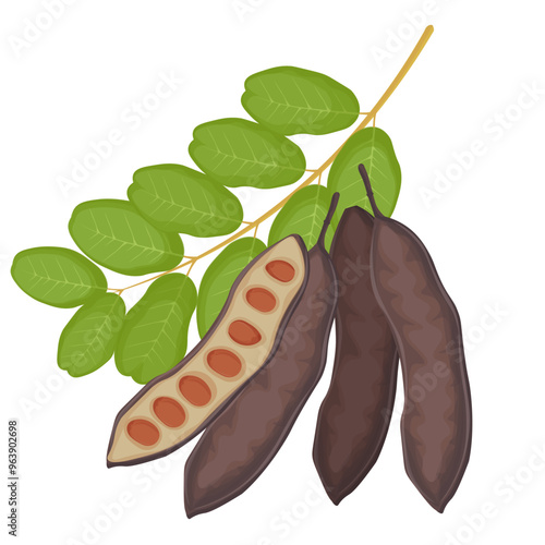 Vector Illustration Logo Clip art Superfood Carob Pods Isolated