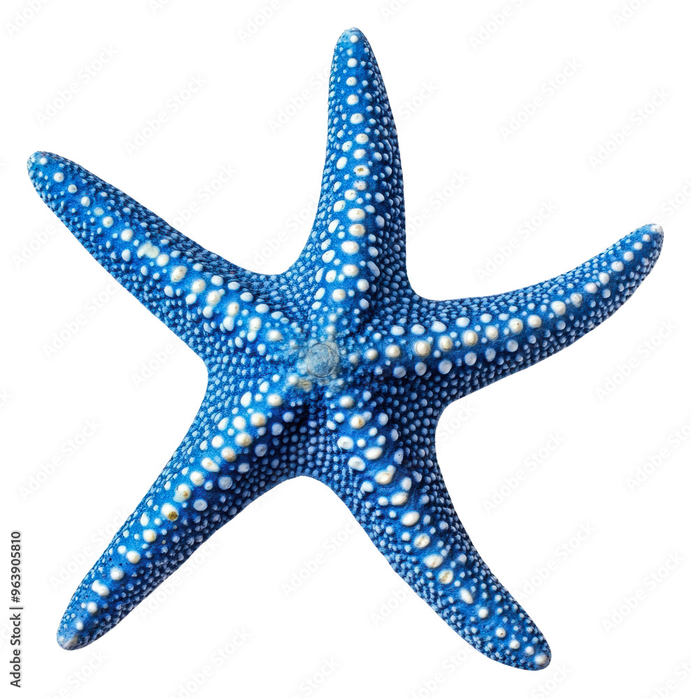 Blue starfish on sandy ocean floor, cut out - stock png. Blue starfish on sandy ocean floor, cut out - stock png.