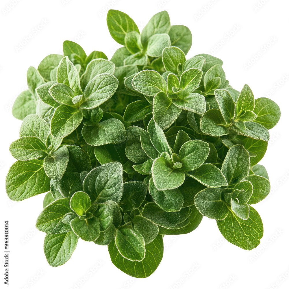 A bunch of green herbs are in a bunch A bunch of green herbs are in a bunch
