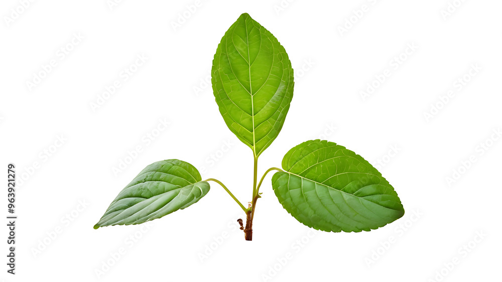 Fototapeta premium isolated close image leaf on white background