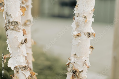 tree trunk with drops