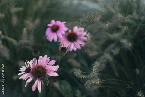 pink flower