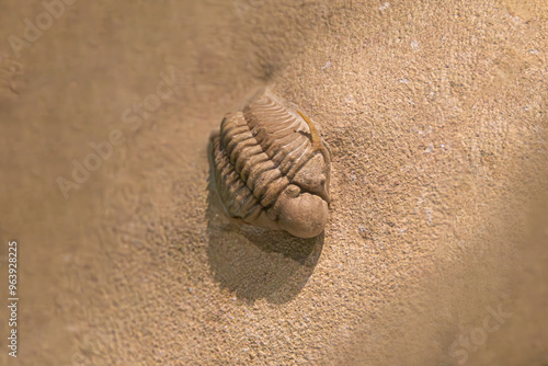 Fossil of Extinct Trilobite in Museum Exhibit photo