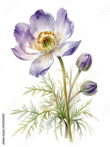 Pasque Watercolor Flowers Leaves Plants Illustration