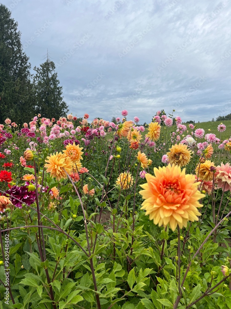 Obraz premium flowers and sky