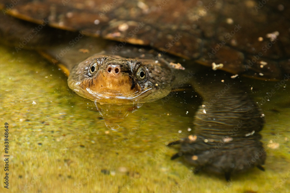 The Mary River turtle is an endangered species of short-necked turtle in the family Chelidae. The species is endemic to the Mary River in south-east Queensland, Australia. The Mary River turtle is an endangered species of short-necked turtle in the family Chelidae. The species is endemic to the Mary River in south-east Queensland, Australia.