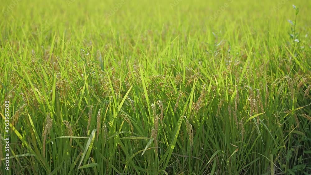 Rice plant, ripe paddy , asian rice in the field. Rice plant, ripe paddy , asian rice in the field.