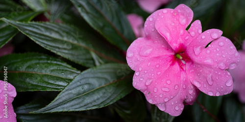 Impatiens walleriana, busy Lizzie balsam, sultana or simply impatiens. Beautiful pink flower with leaves and with drops of rain photo