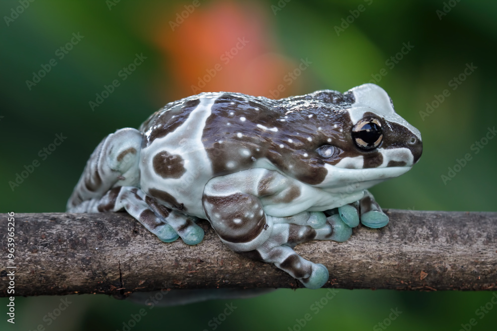 Blue milk frog sitting on branch (Trachycephalus resinifictrix), Amazon milk frog