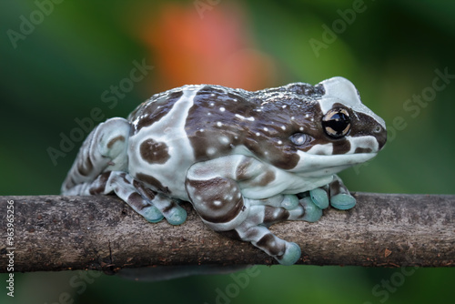 Blue milk frog sitting on branch (Trachycephalus resinifictrix), Amazon milk frog photo