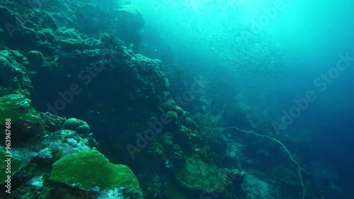 Wallpaper Mural Sardines school swims near rocky coral reef in azure ocean Torontodigital.ca