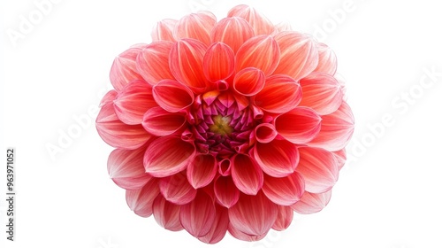 Single Dahlia bloom on white