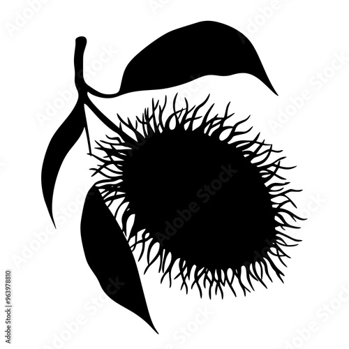 vector silhouette of a Hairless Rambutan