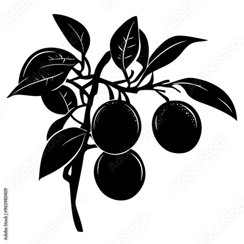 vector silhouette of a Kumquat