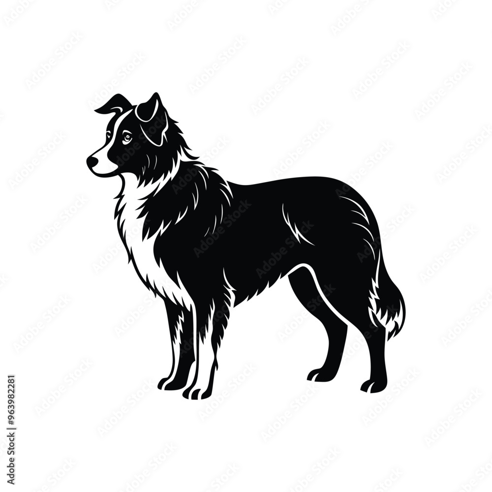 Fototapeta premium Silhouette of furry Australian shepherd dog vector clipart design