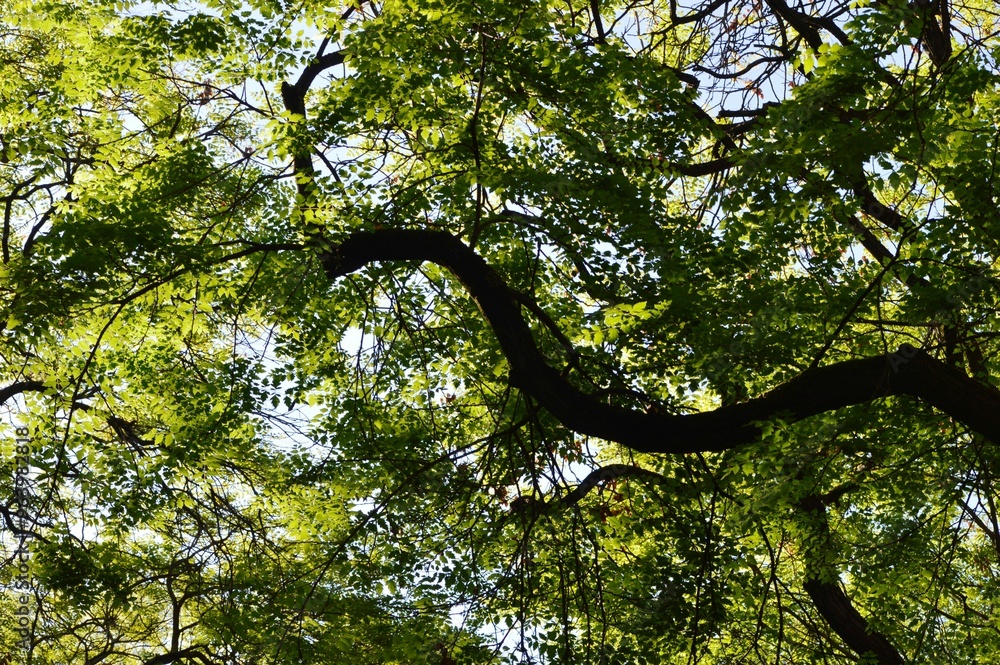 Fototapeta premium a large tree branch full of leaves