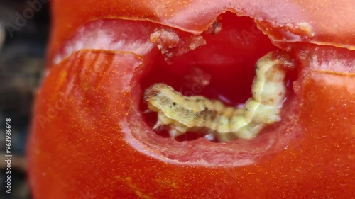 tomato predator caterpilar