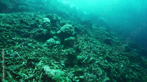 Wallpaper Mural Ocean bottom with dense corals offers shelter for fishes Torontodigital.ca