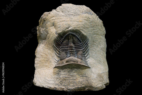 Fossil of Extinct Trilobite in Museum Exhibit photo