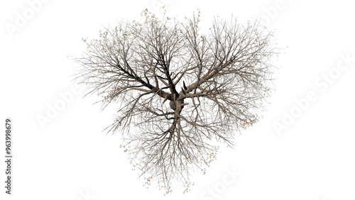  Tree  top view flat lay isolated on white background