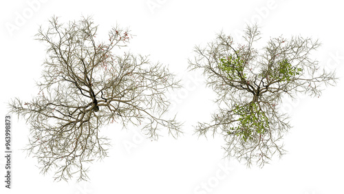  Tree  top view flat lay isolated on white background