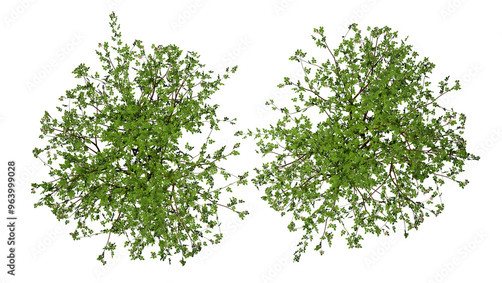 Tree top view flat lay isolated on white background Tree top view flat lay isolated on white background