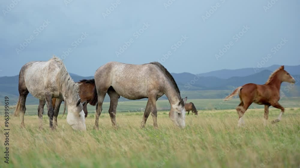 A herd of horses in a green pasture, eating juicy green grass. A herd of horses in a green pasture, eating juicy green grass.