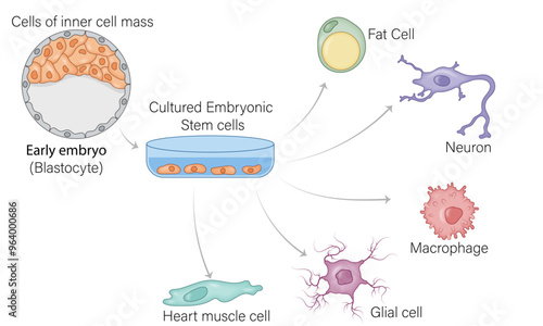 Mouse Embryonic Stem Cells Differentiation into Various Cell Types: Vector Illustration with Labeled Stages and Cellular Pathways for Educational and Scientific Use