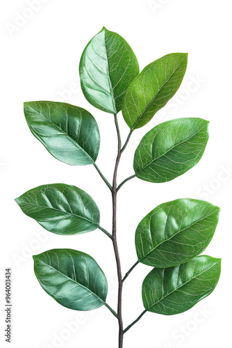 Leaves Javanese Treebine - Exotic and green plant Hyperrealistic Isolated white plain Transparent Background Highly Detailed 