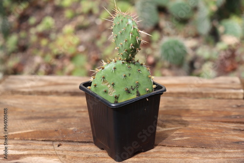 kaktus Opuncja ciemnociernista Opuntia phaeacantha  photo