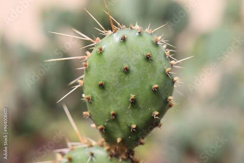 kaktus Opuncja ciemnociernista Opuntia phaeacantha 