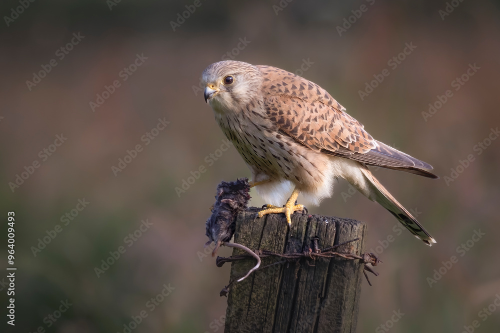 A close up of a kestrel perched on a wooden post with a small rodent it has caught. The natural out of focus background is ideal for copy text A close up of a kestrel perched on a wooden post with a small rodent it has caught. The natural out of focus background is ideal for copy text